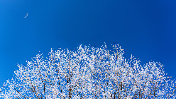 꿈꾸는 겨울나무 (120-67.47cm) 