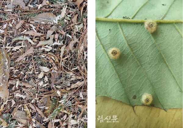 벚나무 밑에 떨어진 나무 조각(왼쪽)   참나무 잎에 붙어있는 알(오른쪽)