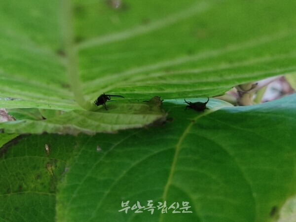 수국잎 사이에 있는 집게벌레 두 마리