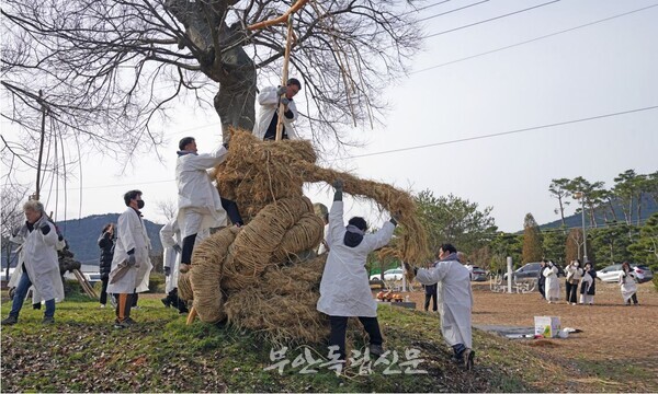 우반동 당산제. 주민들이 줄다리기 후 당산 나무에 용줄을 감고있다                            사진 / 이만수 작가